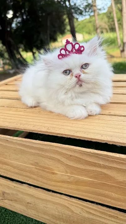 Gatinho Persa com coroa - Fofo e charmoso!Chama no WhatsApp  - Foto 2