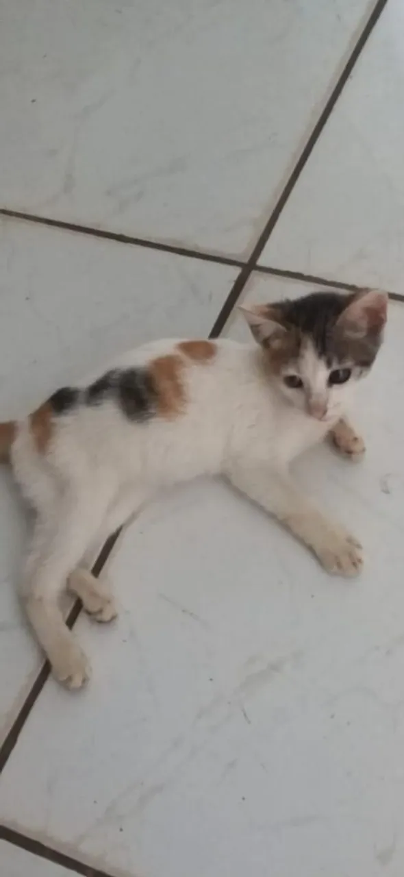 Gatinha para adoção 