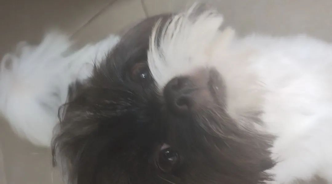 Shih Tzu fêmea  - Foto 3