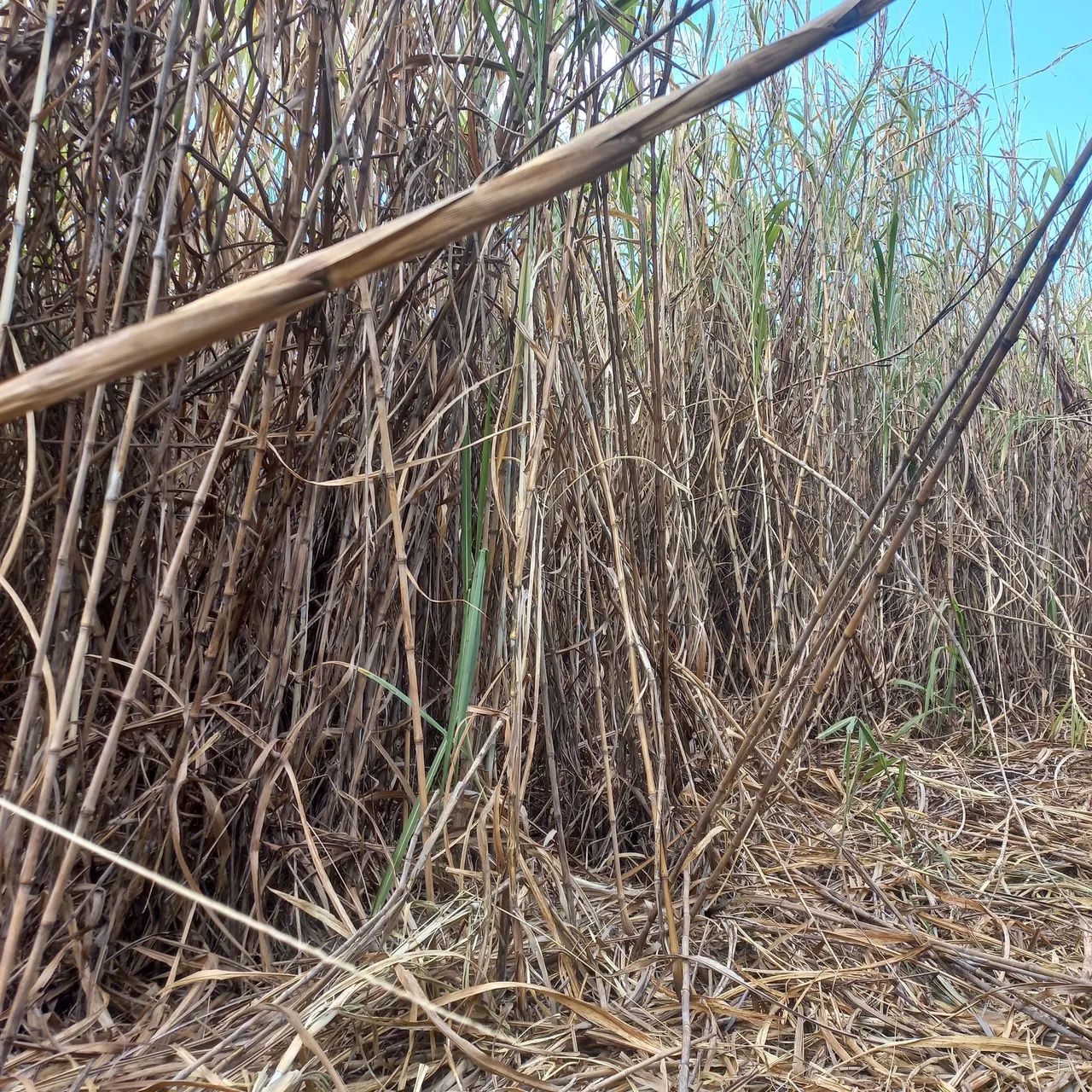 Capim BRS Capiaçu Embrapa - Foto 5