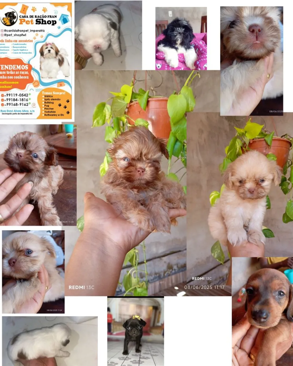 Filhotes de Shih Tzu disponíveis!