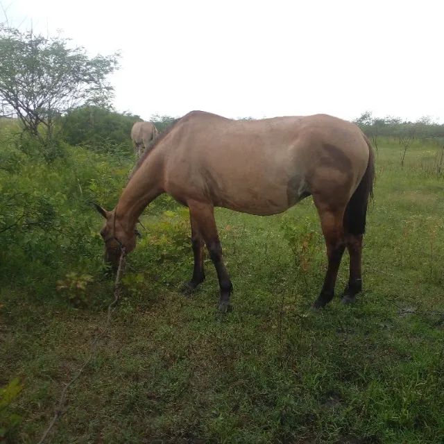 Égua Arrumada Campolina encerrada 8 meses  / Campos dos Goytacazes Rj  - Foto 5