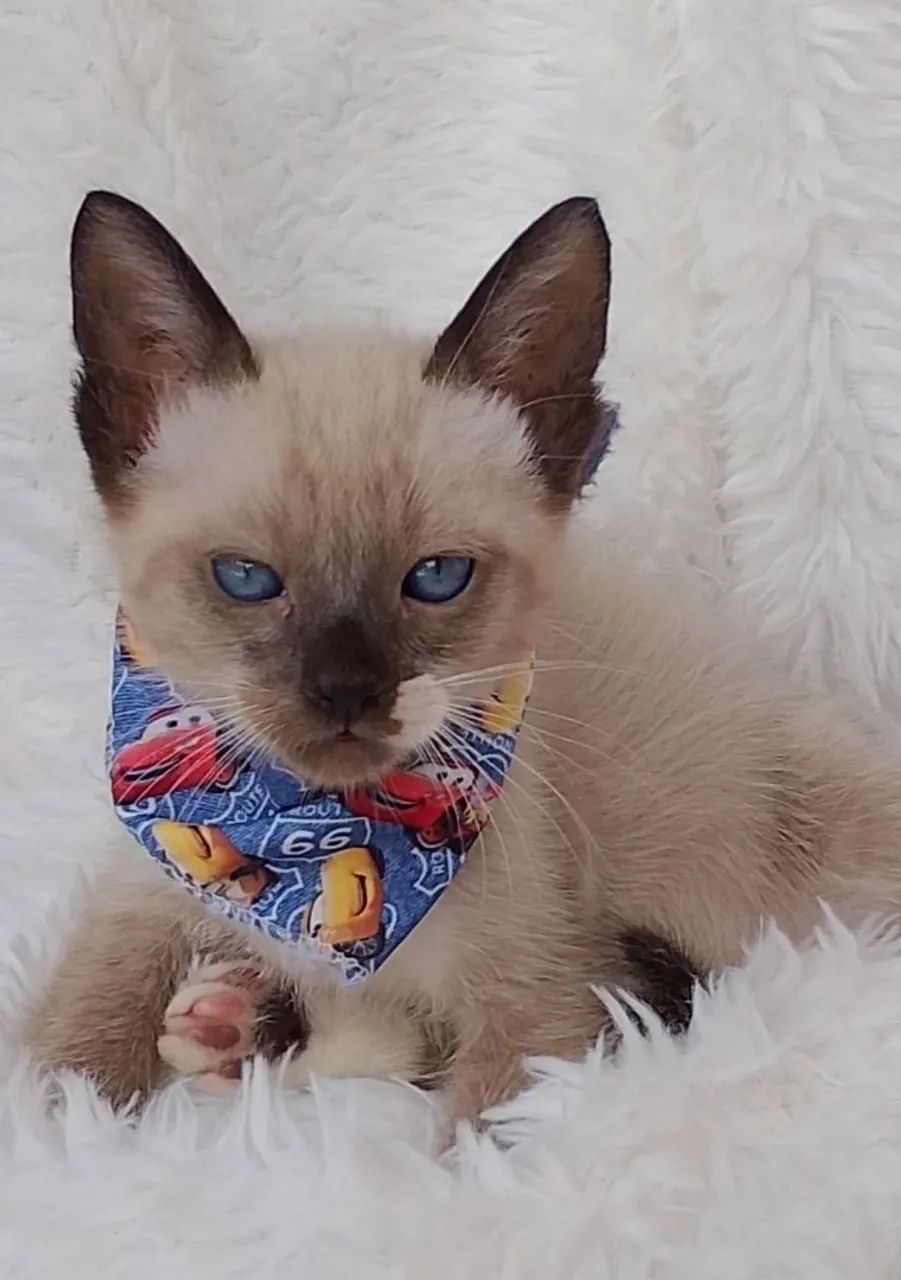 Gato snowshoe com 2 meses  - Foto 5