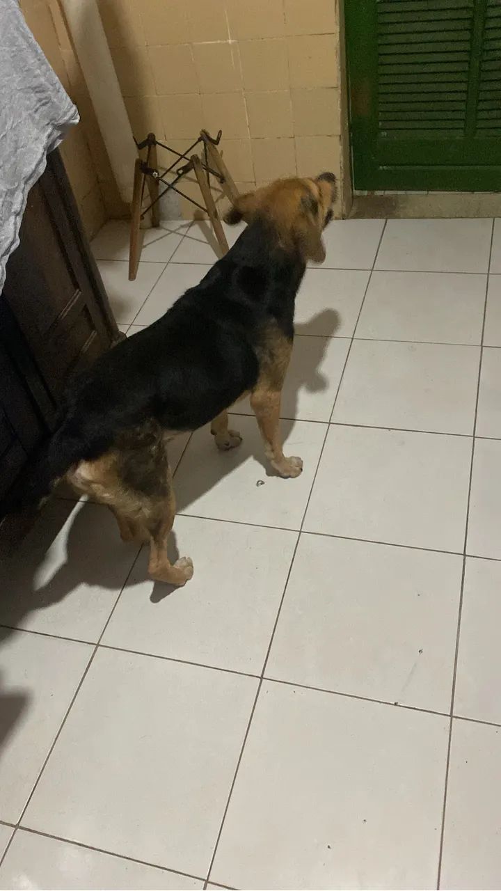 Cão mistura de raça SRD com beagle - Foto 3