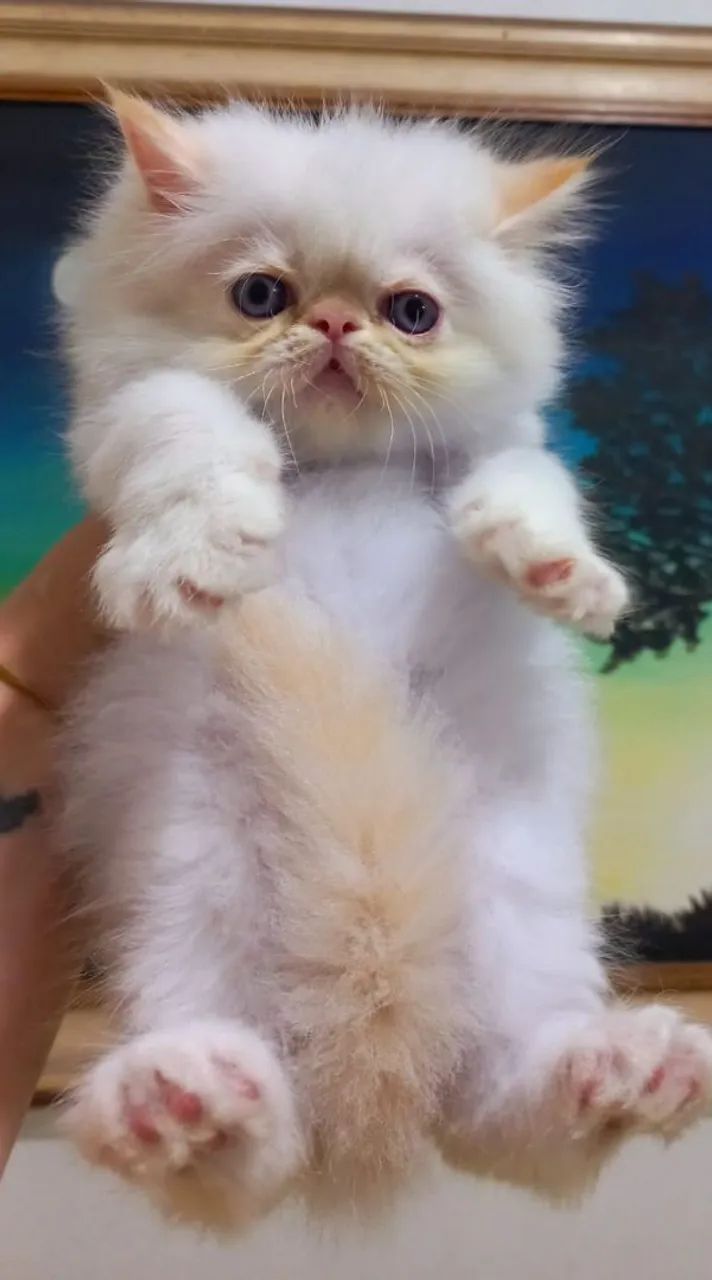 Filhote de gato persa macho - Foto 3
