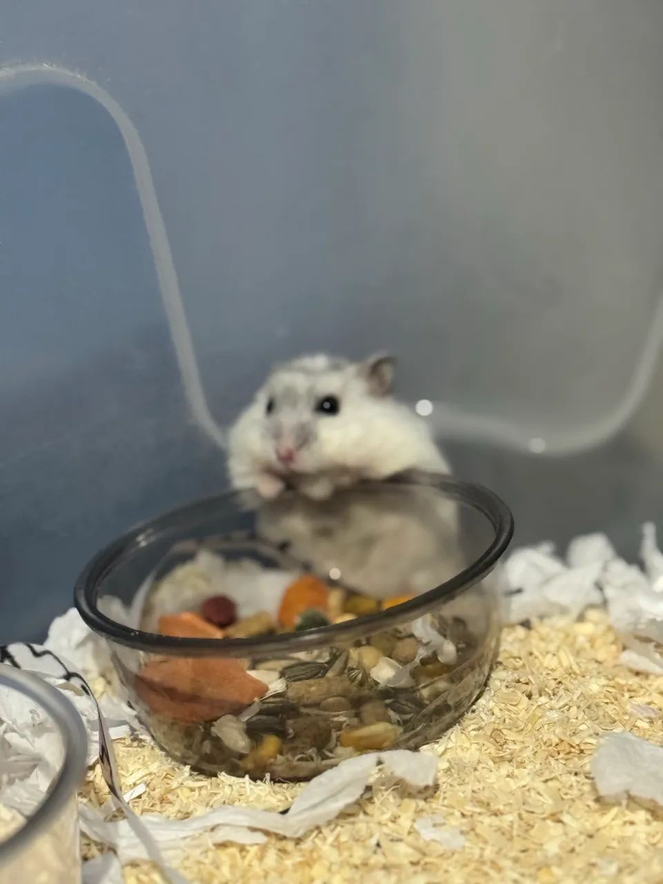 Hamster anao russo 45,00 - Foto 2