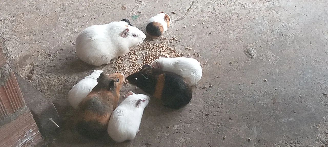 Vendo porquinhos da india  - Foto 2