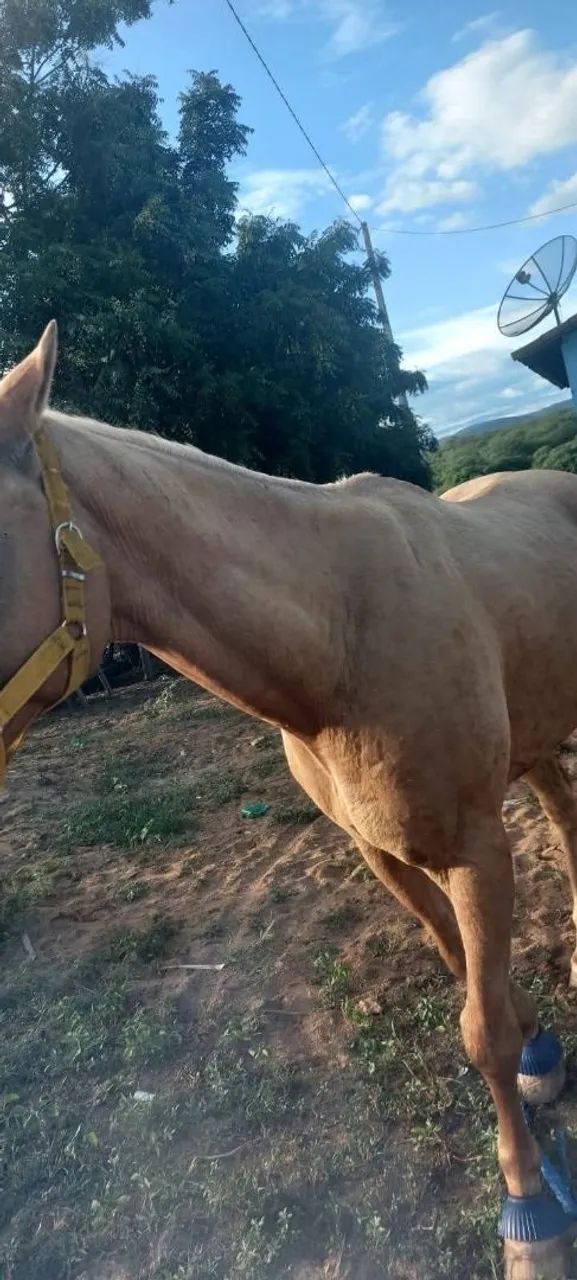 Cavalo  - Foto 4