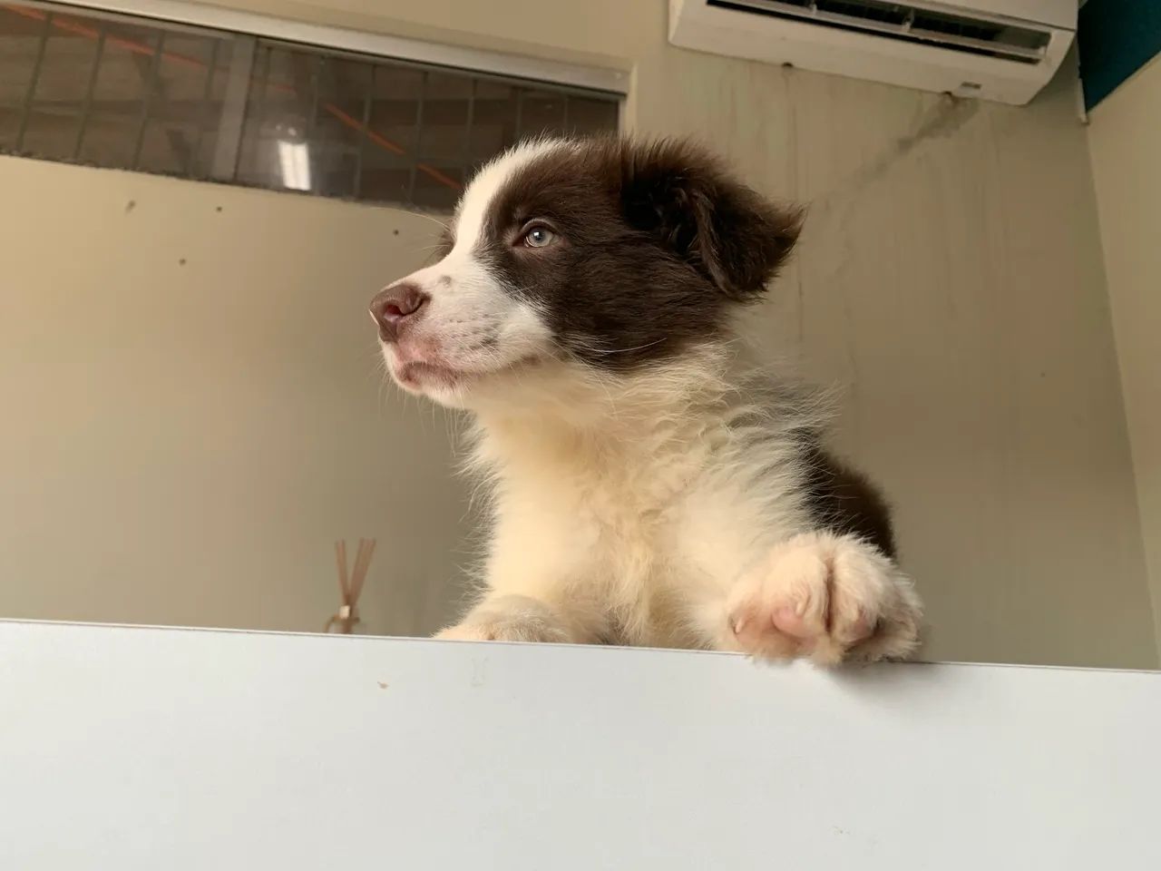 Cachorro Border collie  - Foto 2