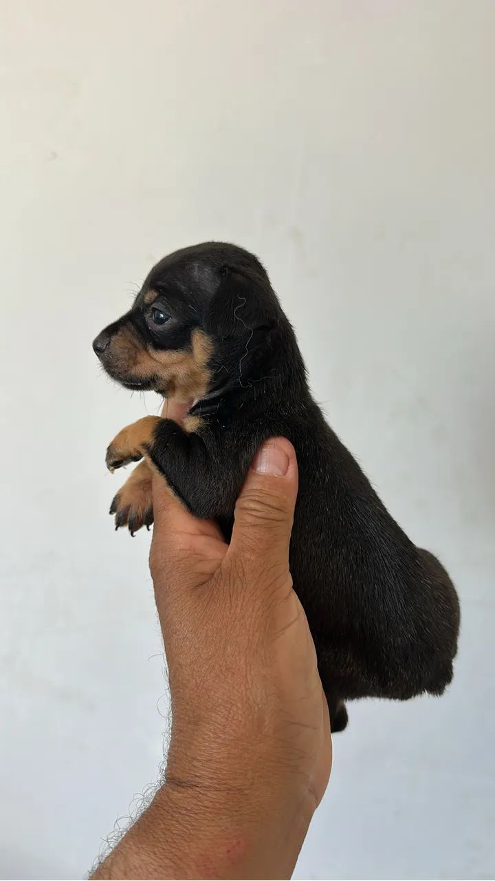 Pinscher 0 machos e fêmeas - Foto 2
