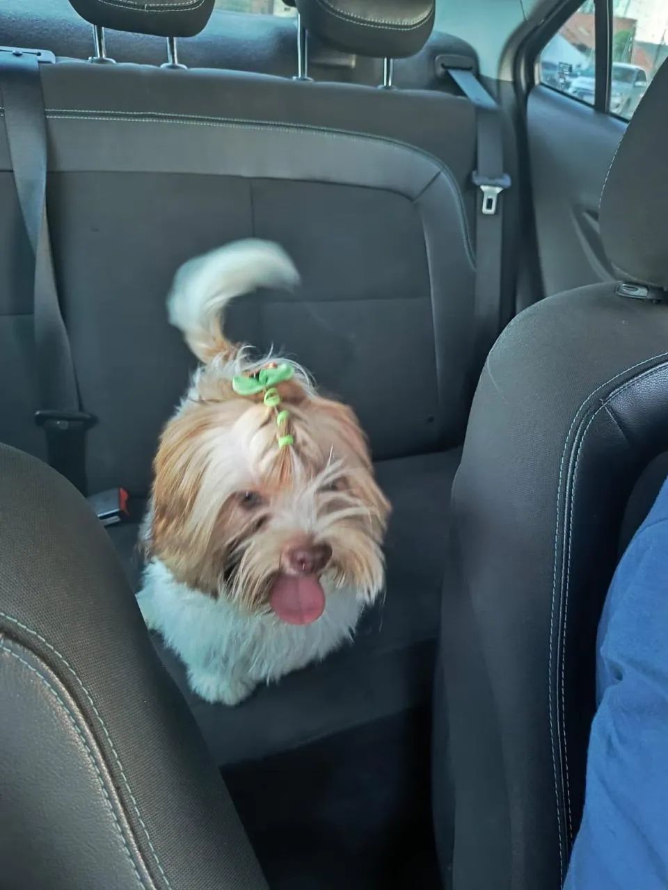 Cachorro shihtzu  - Foto 5