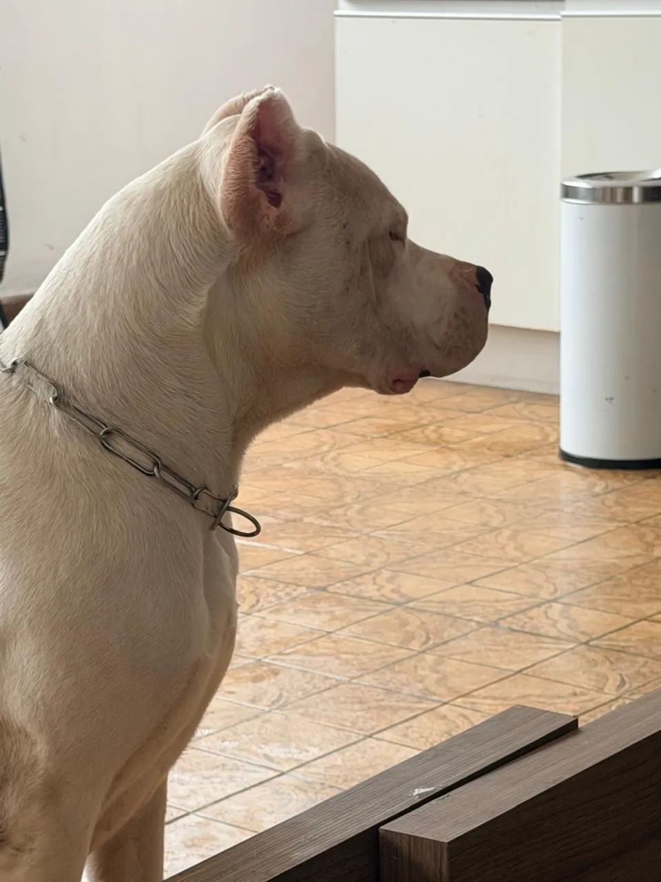 Lindos Fihotes Dogo Argentino - Foto 6