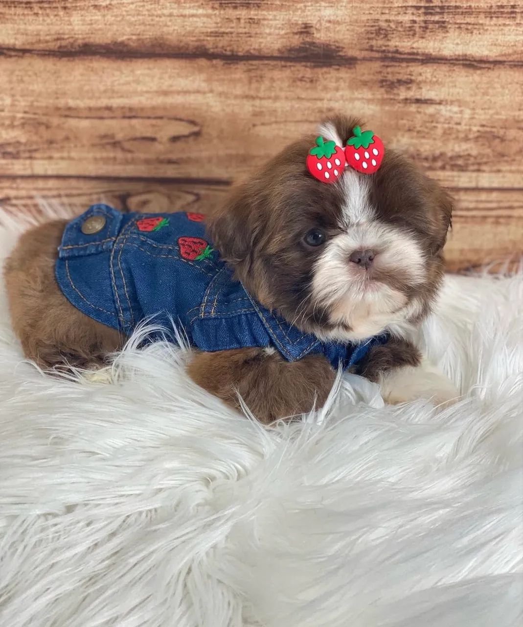 Shihtzu  - Foto 5