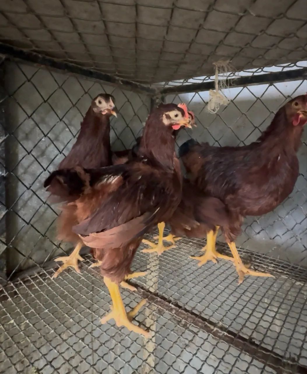 Rhode Island Red  - Foto 2
