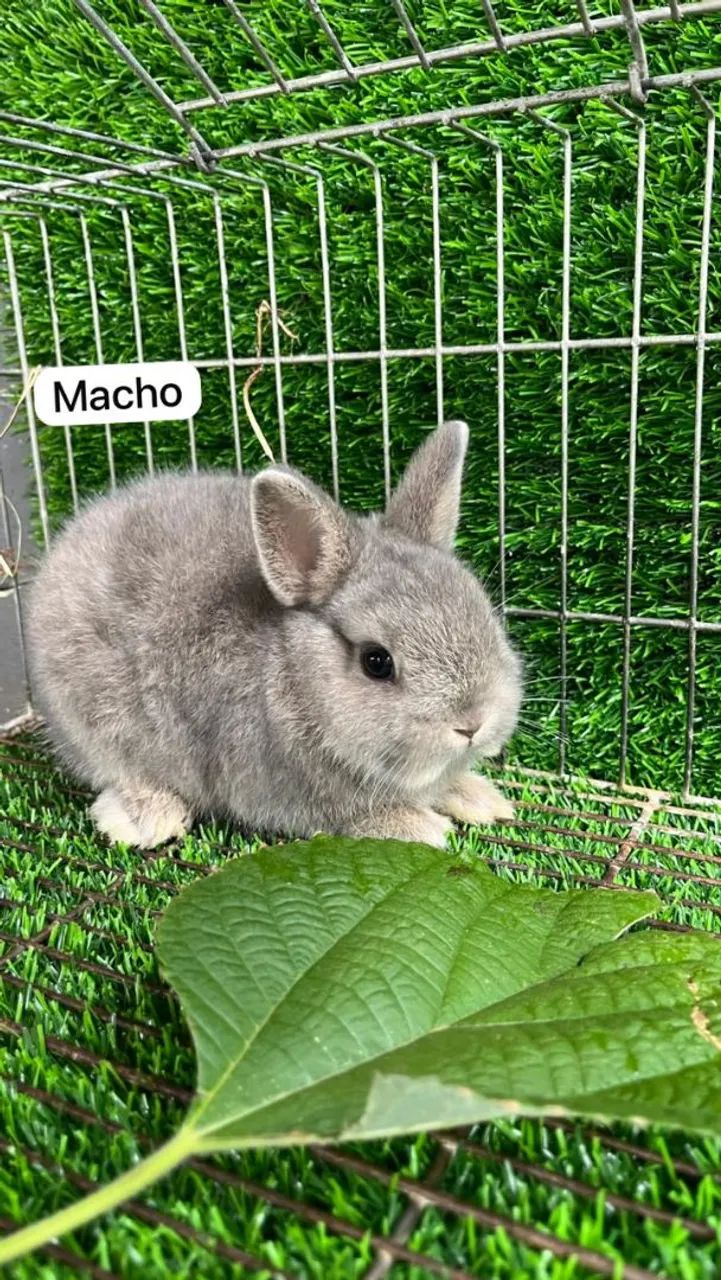 Mini coelho - Foto 2