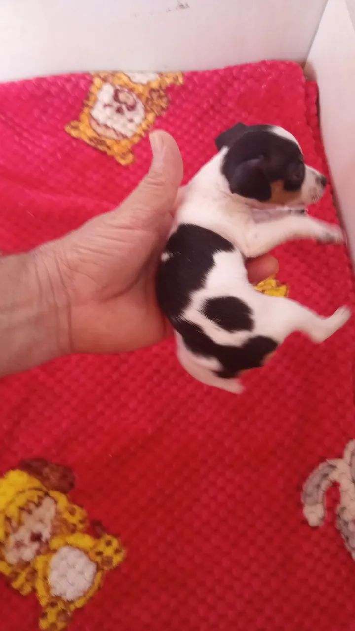 PINSCHER FEMINHA ZERO ORIGINAL  - Foto 3