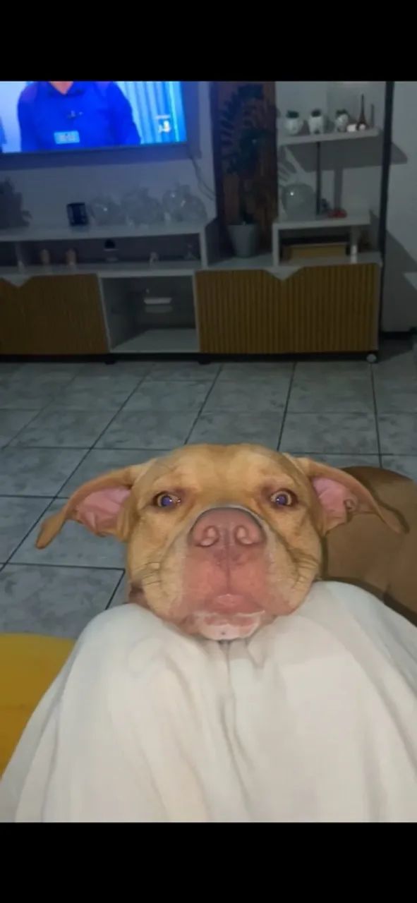Doação pitbul