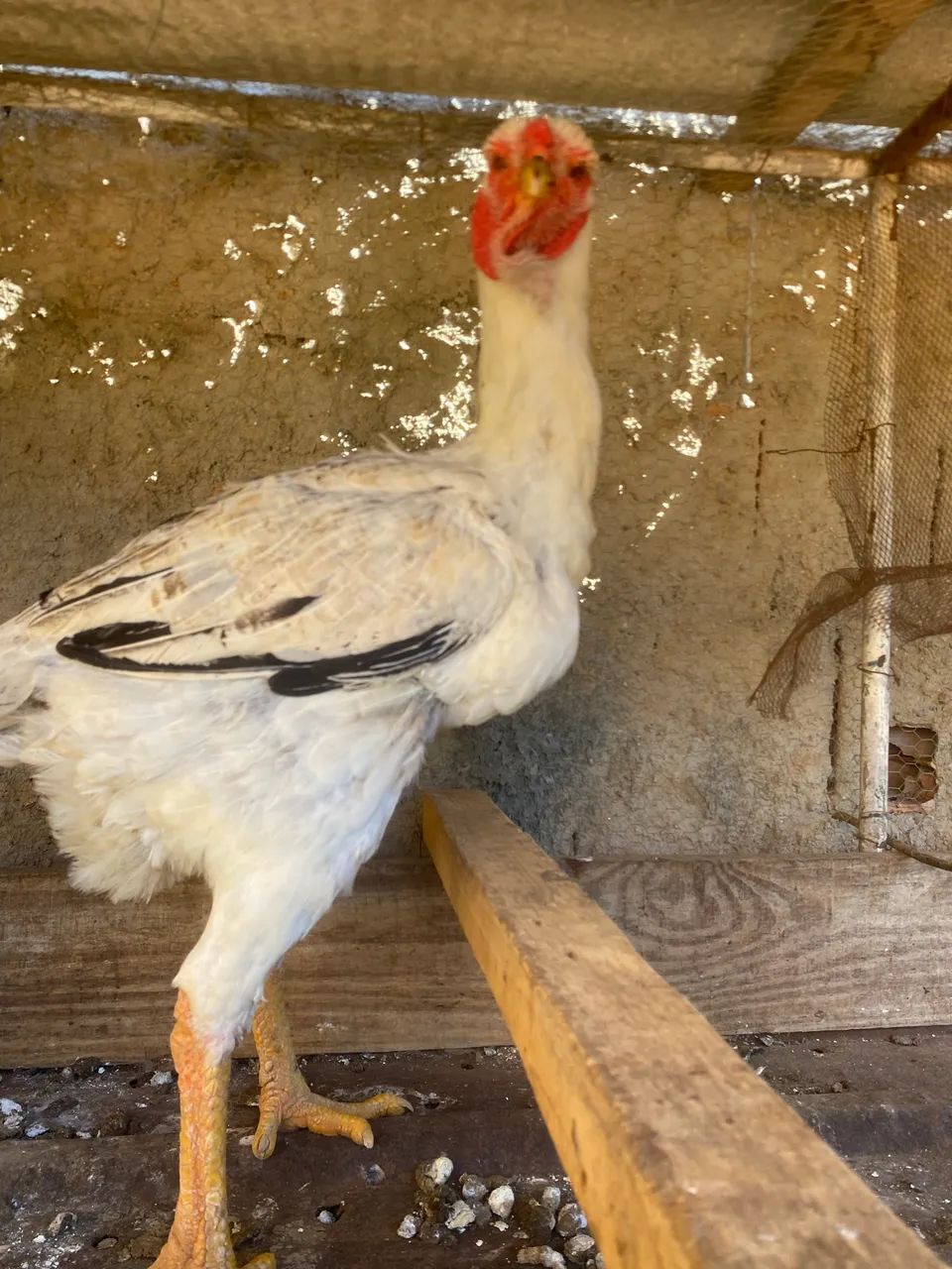 Galinha Índia Gigante.