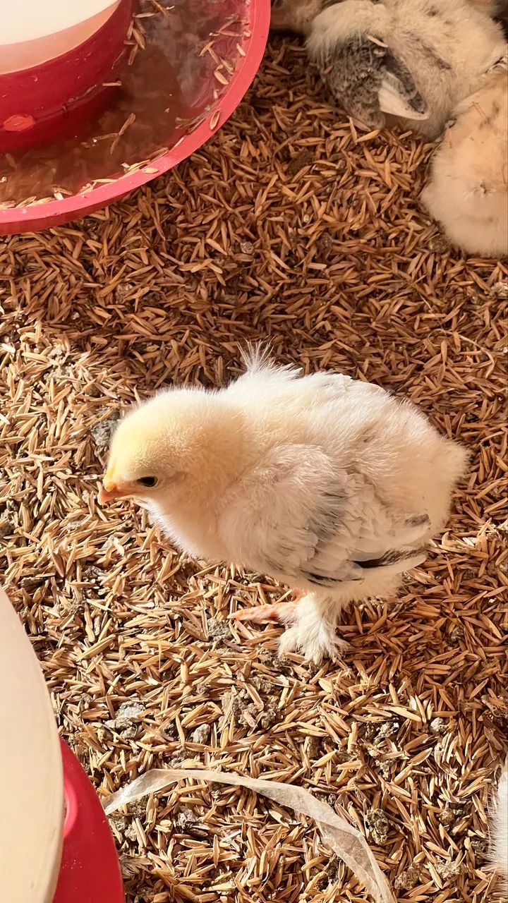 Pintinho galinha Brahma light