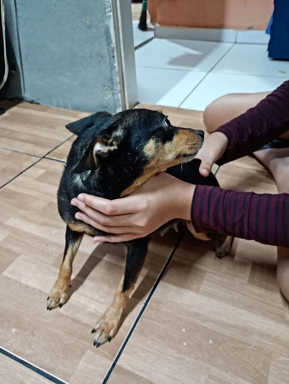 Pinscher 2 anos e meio. - Foto 2