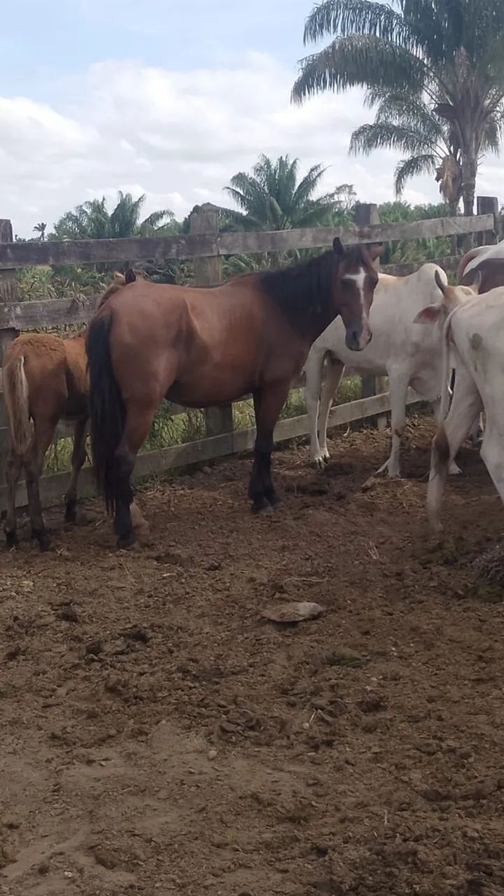 Venda de poldos e égua. - Foto 3