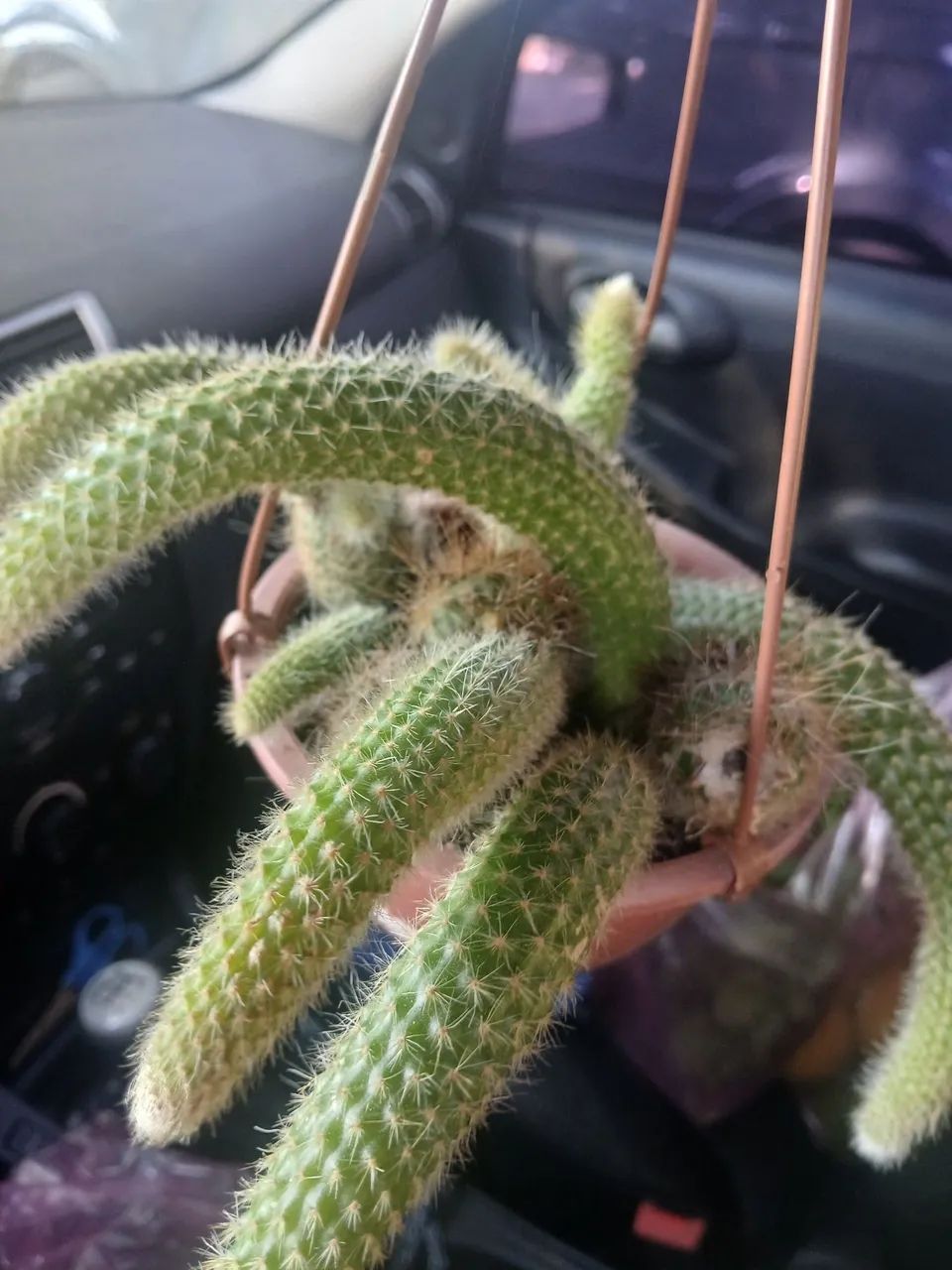 Planta rabo ? macaco - Foto 2