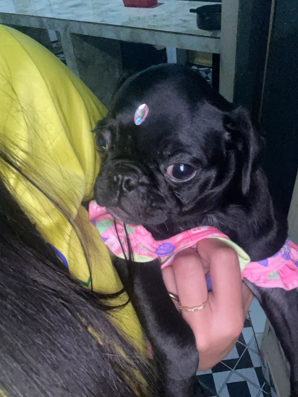 Pug fêmea 