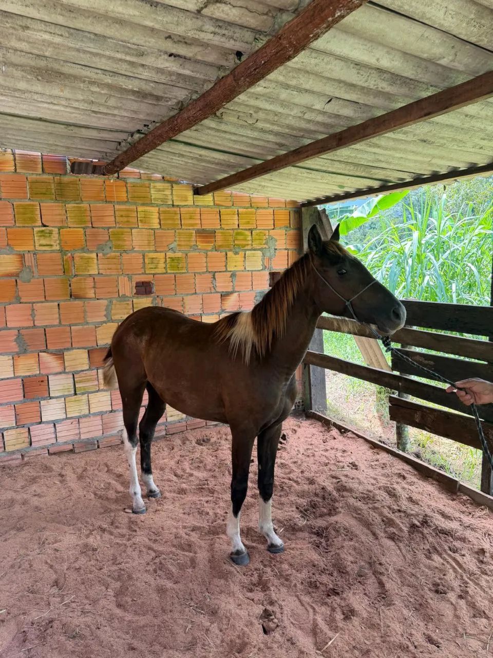 verdo égua  - Foto 4