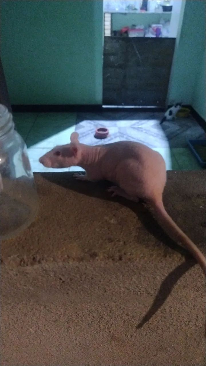 rato Twister - Foto 3