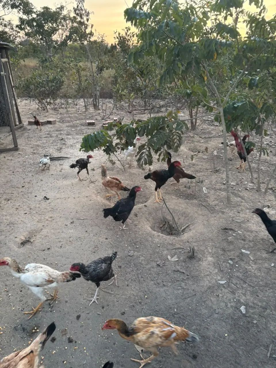 Galinha Caipira - Foto 2