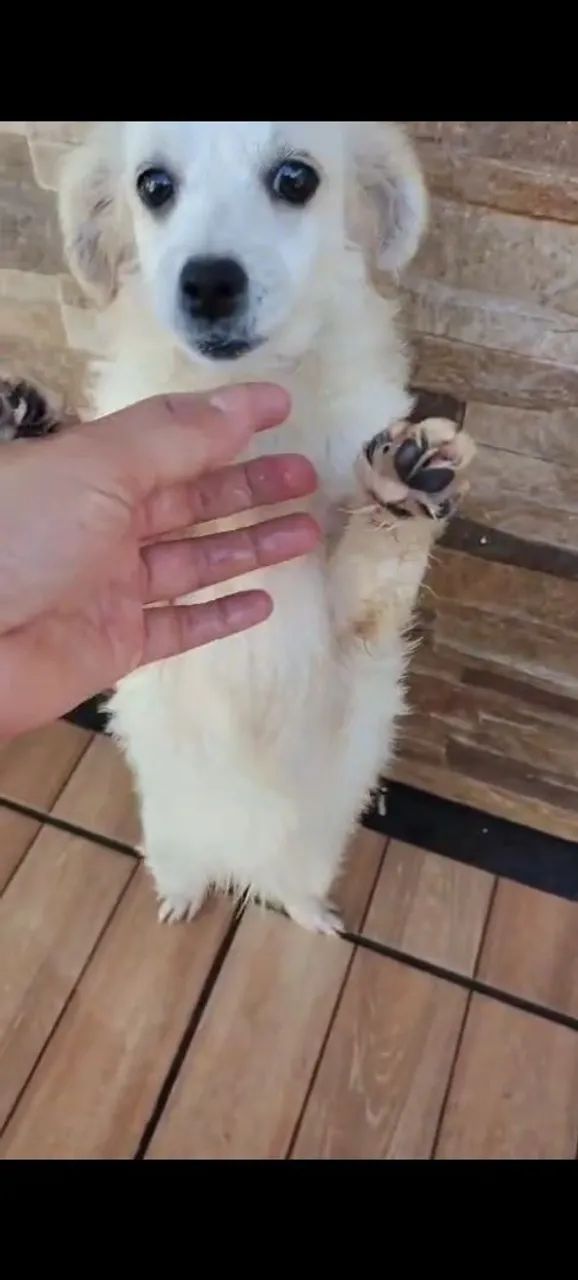 Cachorro  - Foto 4