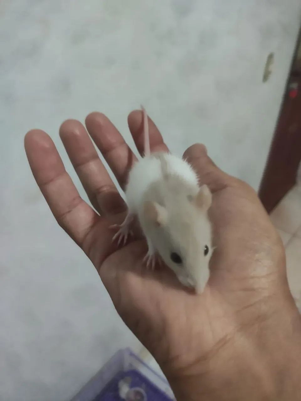 Vendo rato Twister 