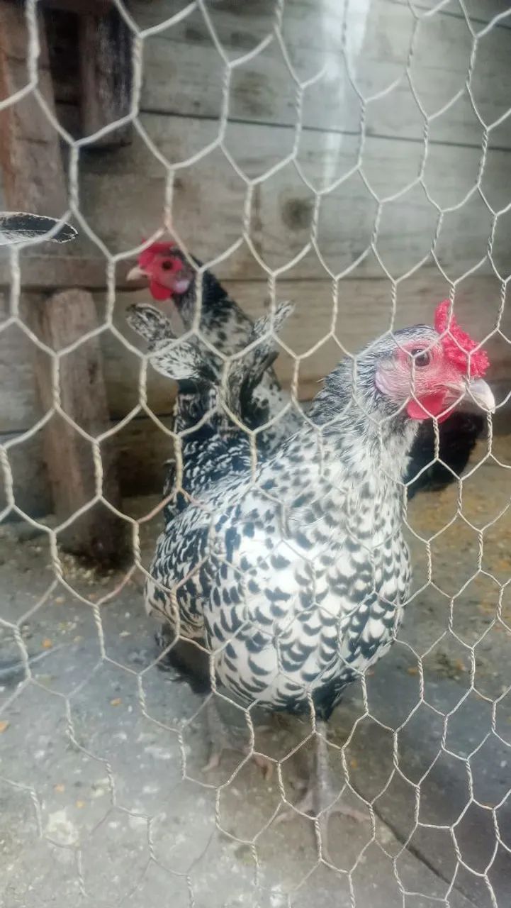 Galinhas Sebright e mistura  - Foto 5