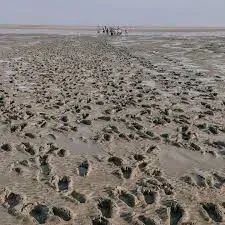 ALCÂNTARA-MA: Ilha a venda de 516 hectares no Litoral Maranhense - Foto 7