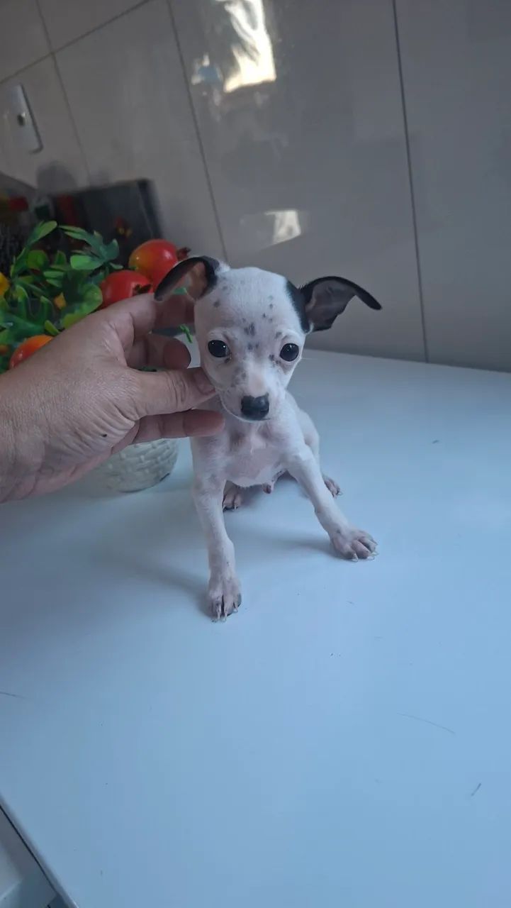 Pincher  - Foto 3