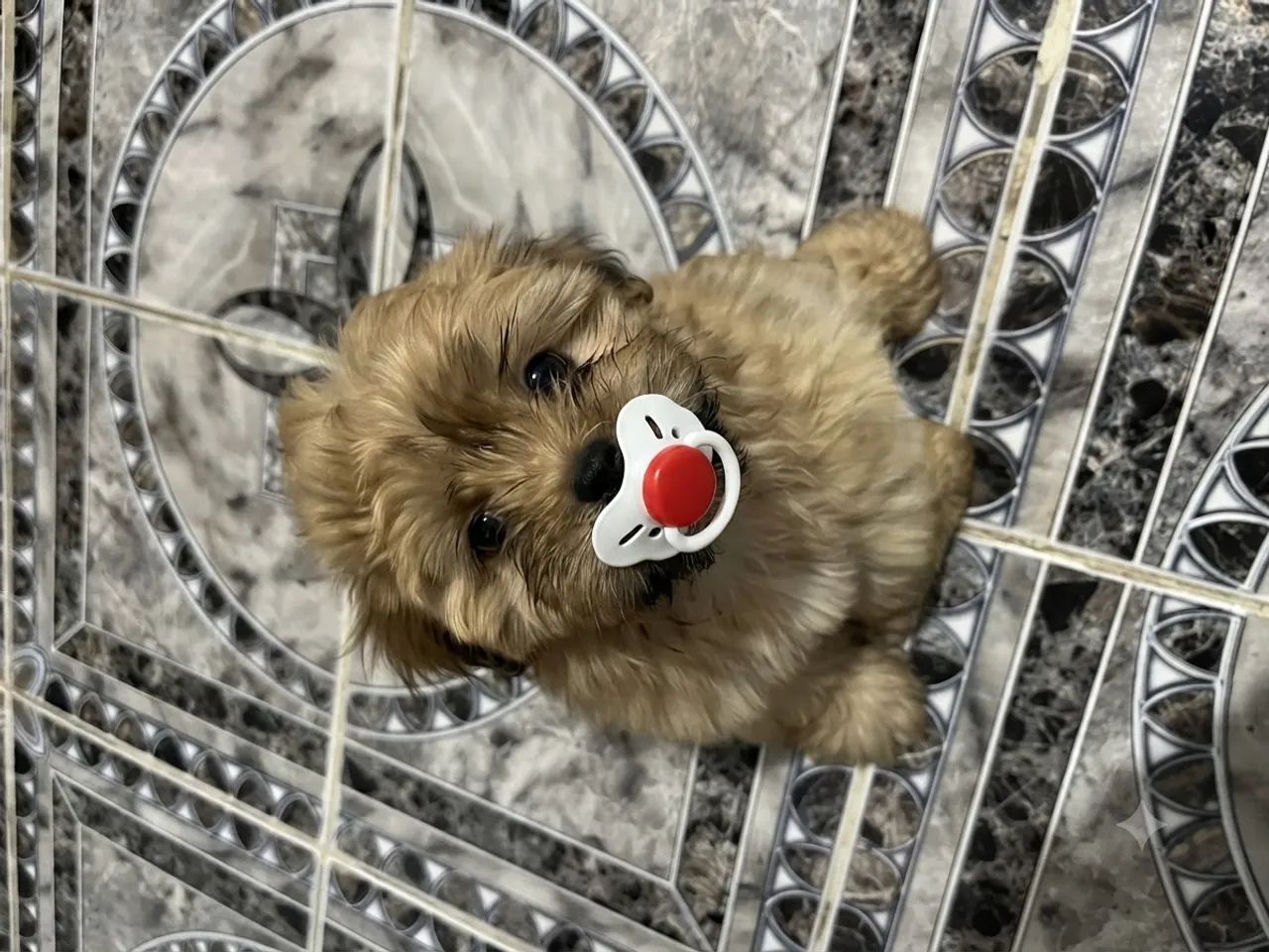 Cachorro  - Foto 3