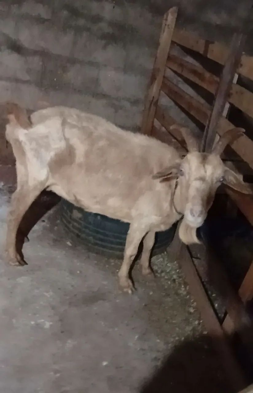 Cabra leiteira 
