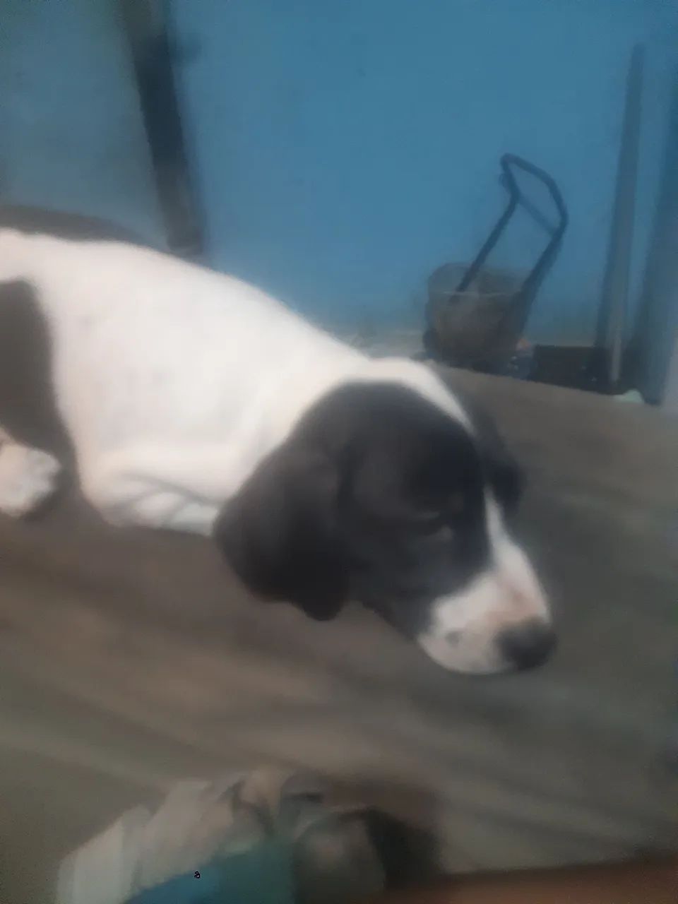 Cachorro  - Foto 4