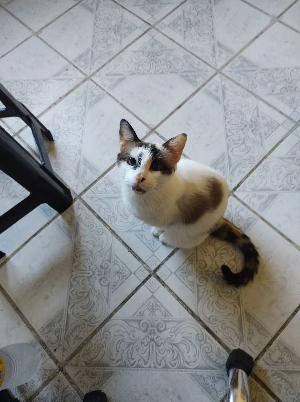 Adoção responsável  - Foto 2