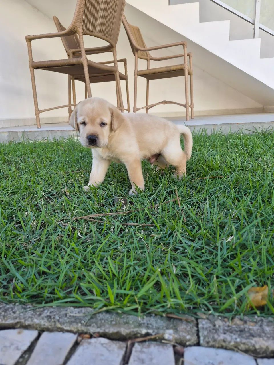 Filhote de labrador - Foto 4