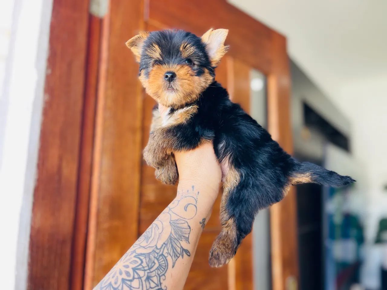 Lindo macho mini york com duas doses de vacina  - Foto 4