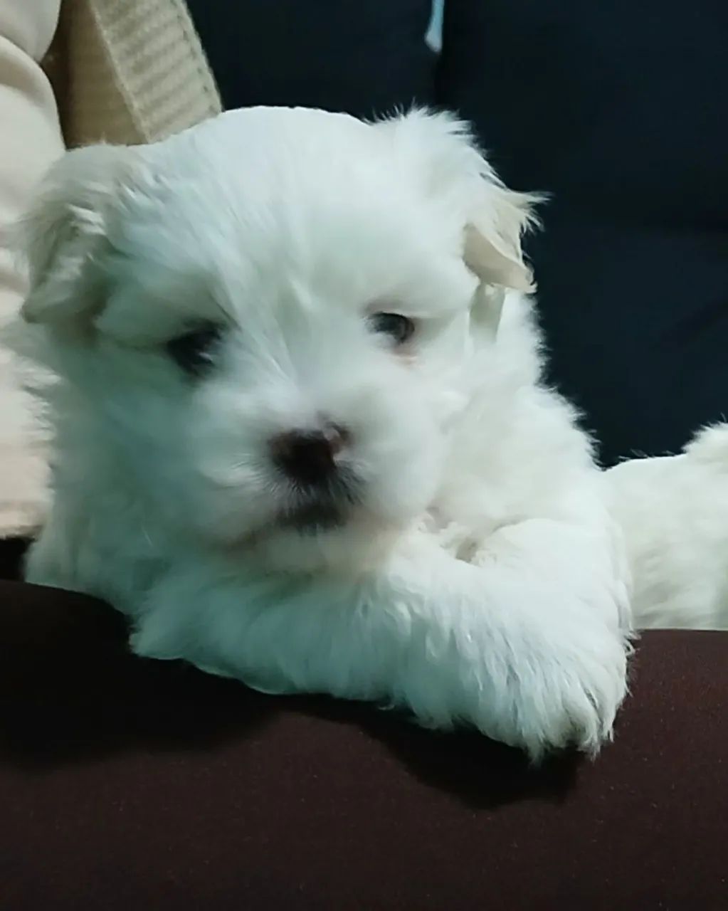 Maltês  - Foto 2
