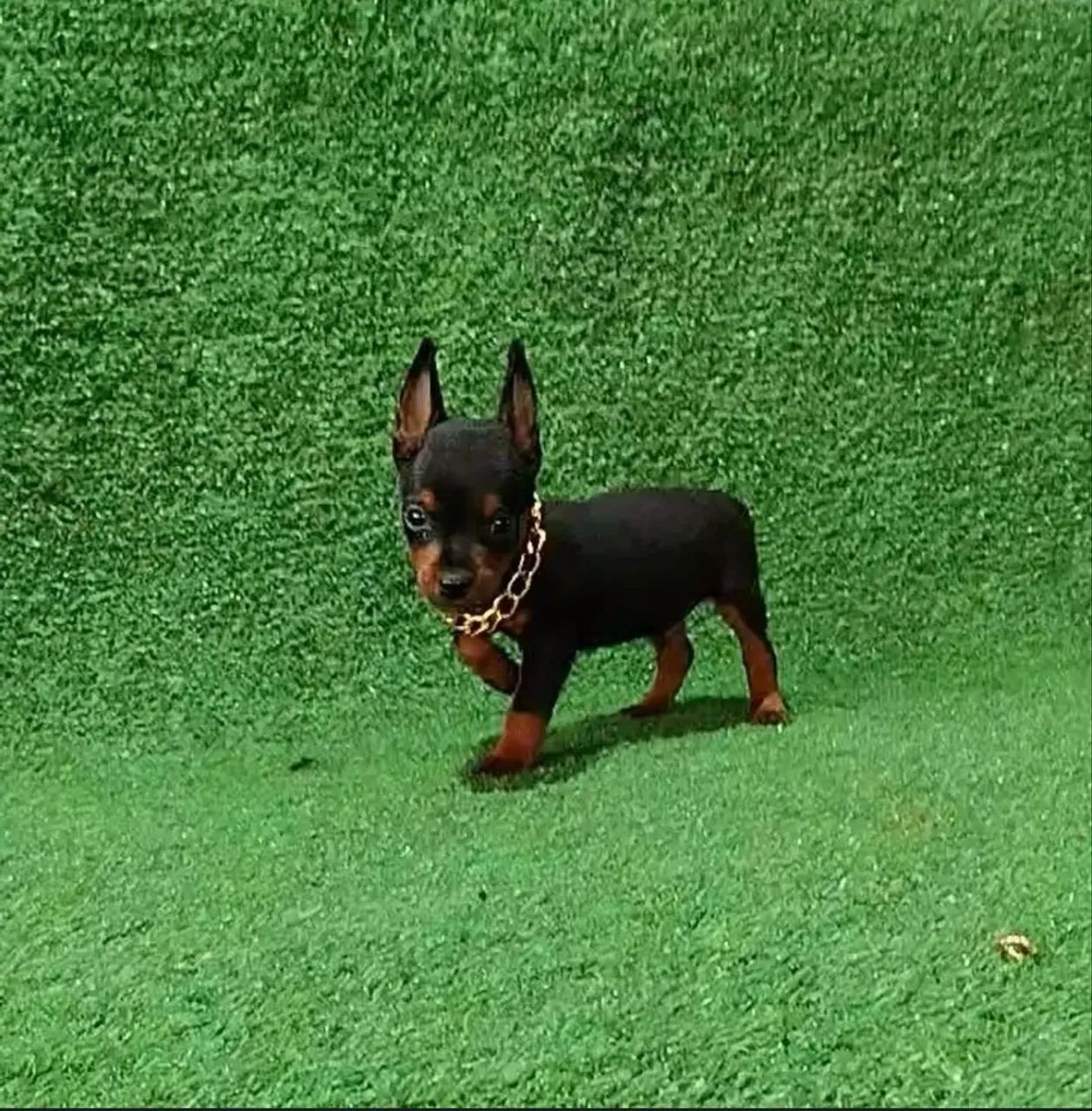 Cachorrinho Pinsher 1