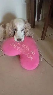 Cocker Spaniel  - Foto 2
