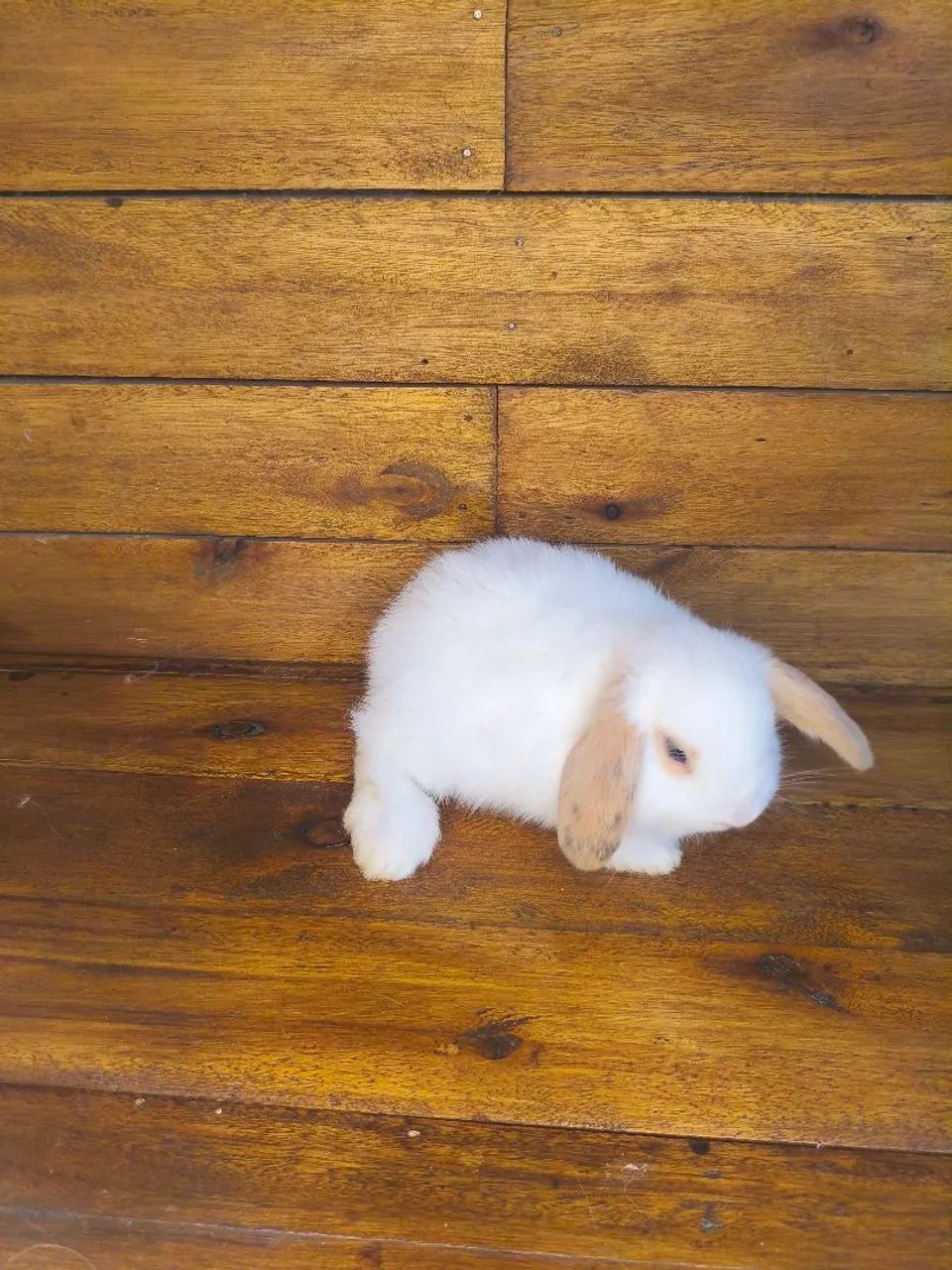 Mini coelho loop uruguaio  - Foto 4