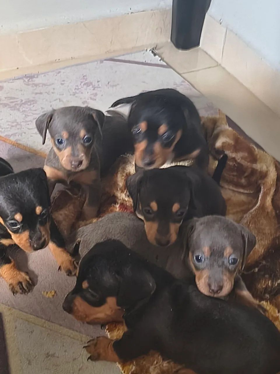 Dachshund (filhotes) - Foto 4