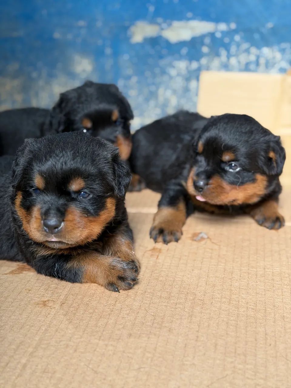 Filhotes dê rottweiler  - Foto 2