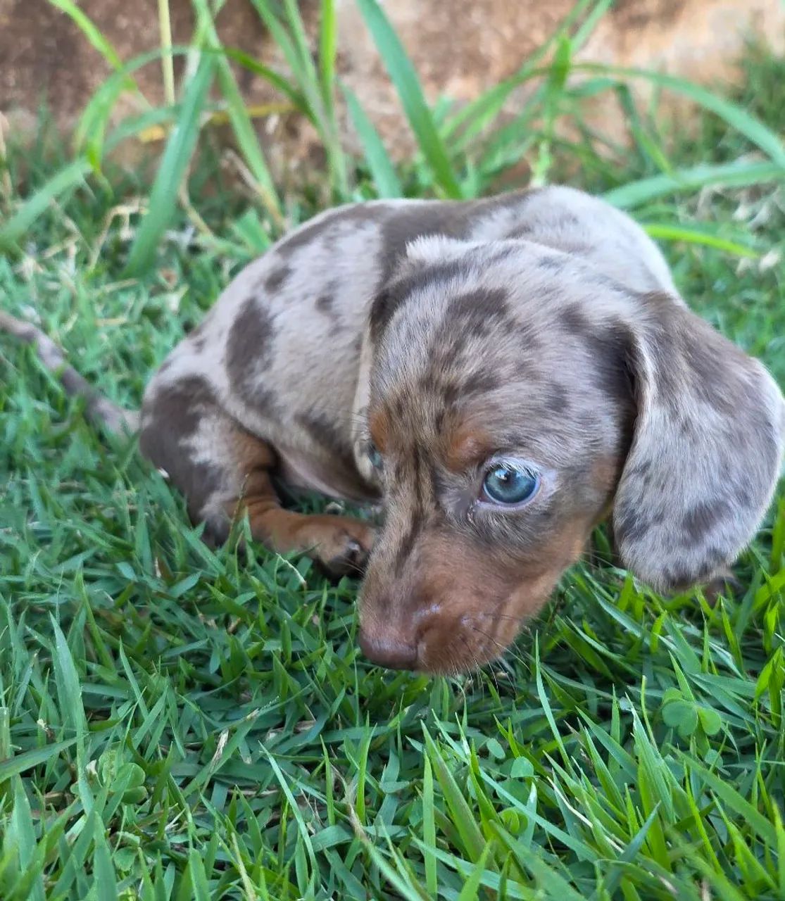 Dashchund Macho mofadinho chocolate - Foto 2