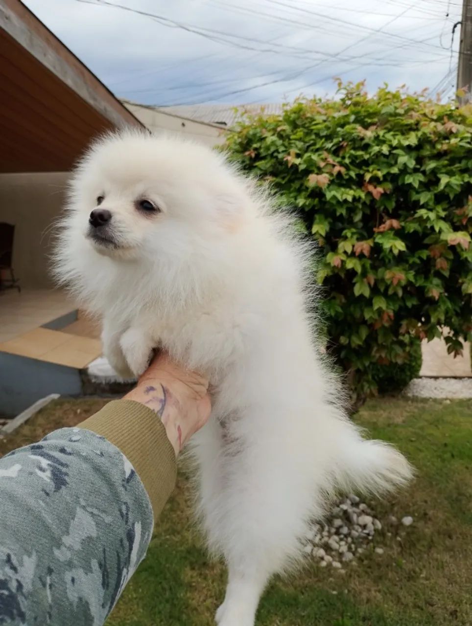 Spitz alemão  - Foto 3