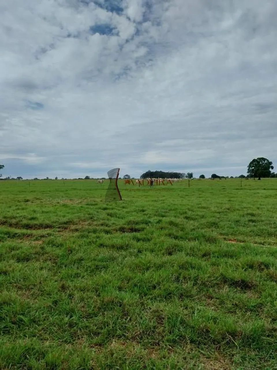Sítio de 3 alqueires a venda em Terra Rica - PR - Foto 4